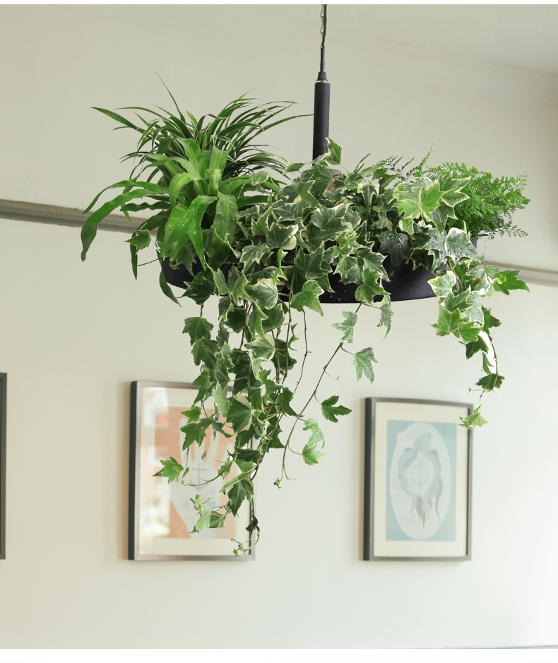 植物吊灯家居装饰艺术品 净化空气 家居装饰 创意家居