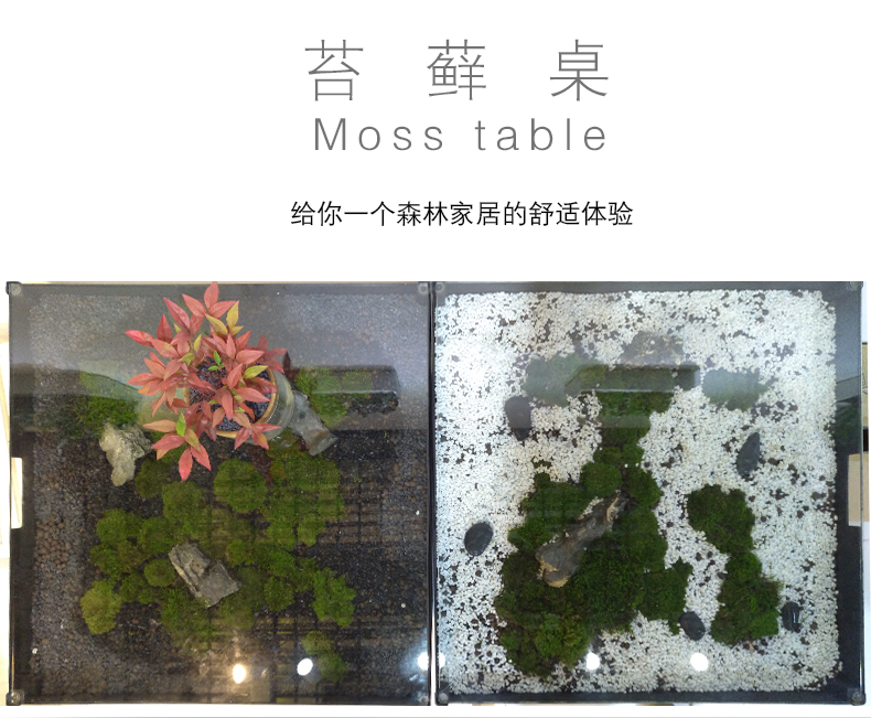 一花一草苔藓桌 生态家居 创意植物装饰家具 家居装饰艺术品