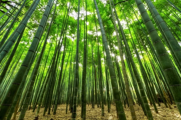 【竹纤维面料】竹纤维织物有哪些特点？