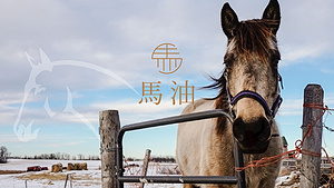 日本馬油