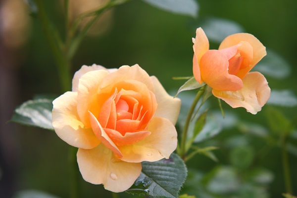 有哪些花卉不适合在家里养？家里可以养很多花吗？