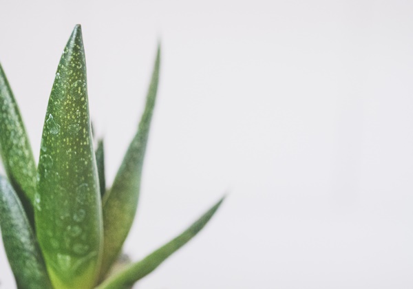 芦荟浇水过多怎么处理？没有根的芦荟可以活下去吗？