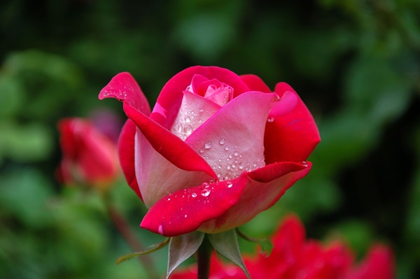 水养玫瑰花怎样才能不蔫？玫瑰花需要去刺吗？