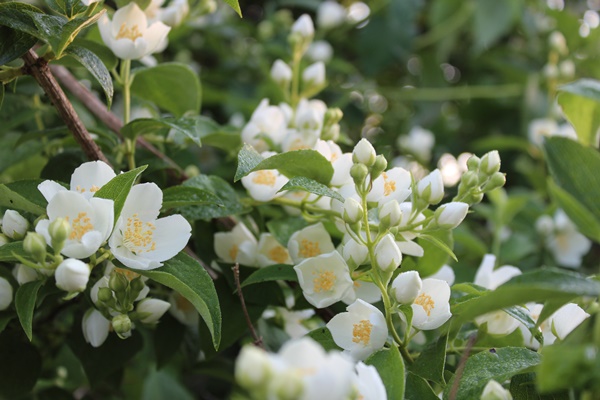 开花前的茉莉要如何养护？茉莉花怎样修剪才能开花多？