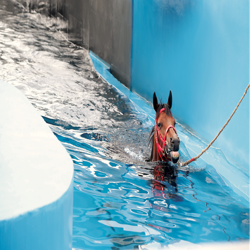 香港马会从化马场专业马匹训练池