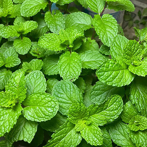 AROMAMA空间香氛精油【植物精油】亚洲薄荷油